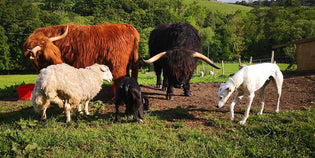  Visiting a Farm Animal Sanctuary Changed the Way I Think About Food