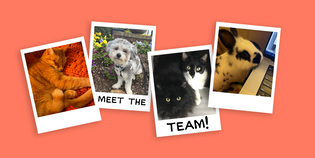  Meet Team MUTTS